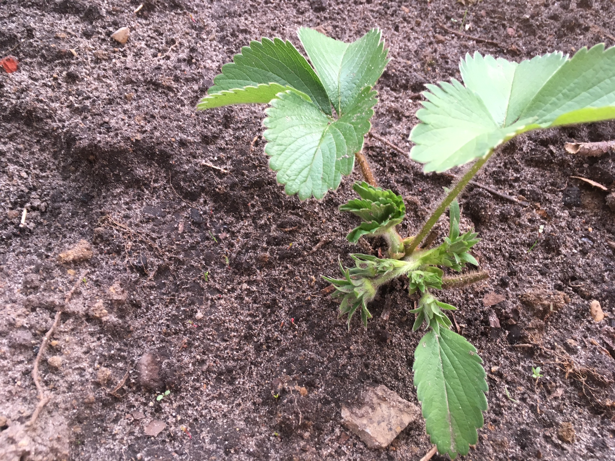 Erdbeeren im Garten anpflanzen mein neues Projekt Garden Blog